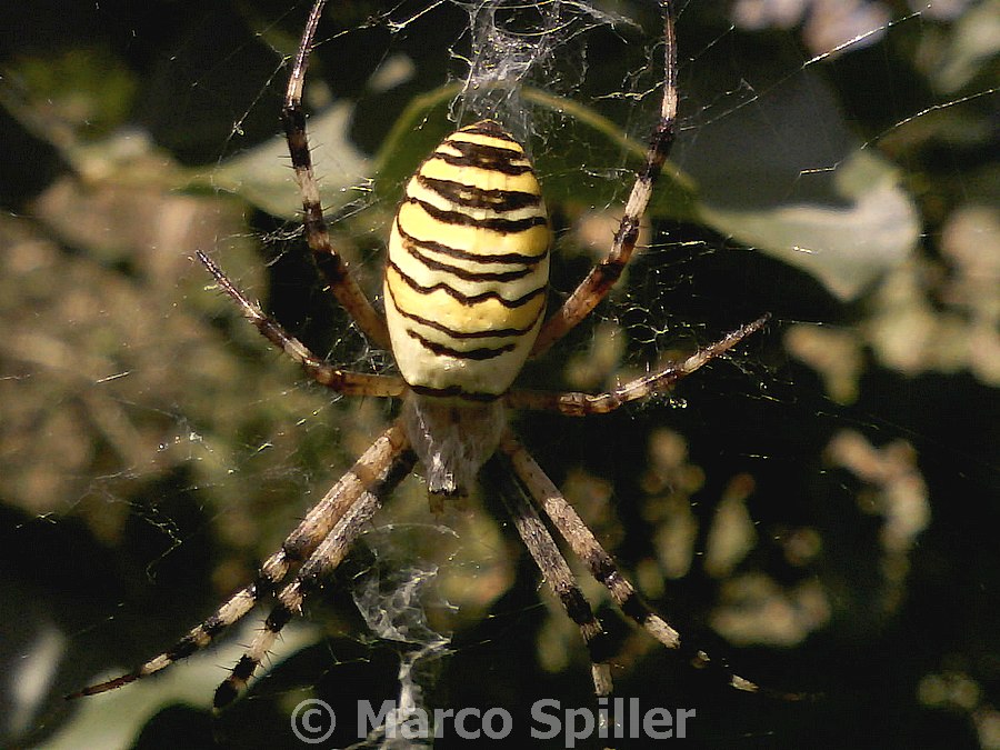 Argiope bruennichi - Val d''Assa (VI)